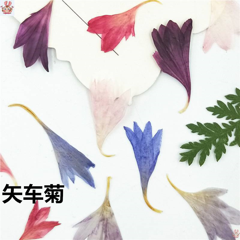 Resin Art And Jewelry - 20 Plant Specimens, Cornflower Petals, Natural