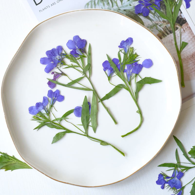 6pcs/8-13cm,nature Lobelia Eri - Resin Art And Jewelry recension och pris